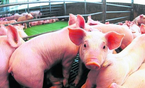 Carne de cerdo cerca del autoabastecimiento