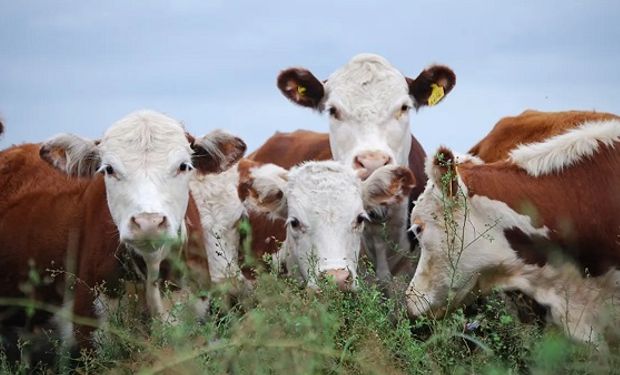 Efecto sequía: en los primeros nueve meses de 2023 aumentó un 10% la faena de bovinos