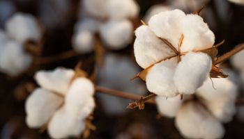 Credores aprovam falência do Grupo Pupin, do “Rei do Algodão”; passivo pode chegar a R$ 5,9 bilhões