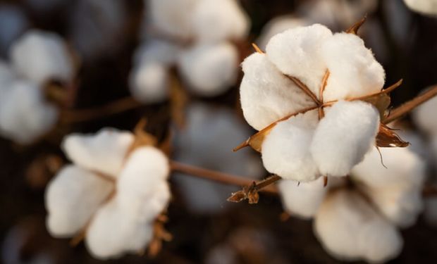 Credores aprovam falência do Grupo Pupin, do “Rei do Algodão”; passivo pode chegar a R$ 5,9 bilhões