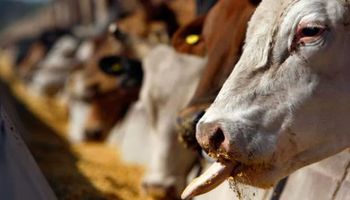 OMC: inminente fallo por la carne argentina