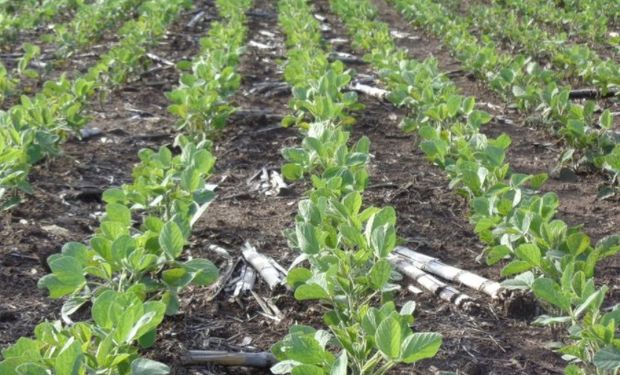 Escasez de lluvias Argentina dificultarían siembra soja y maíz.