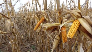 Alertan sobre la falta de rentabilidad del maíz en Argentina