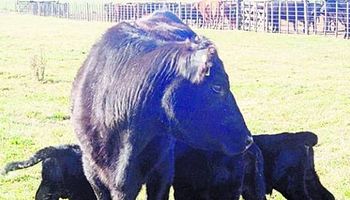 Una vaca que multiplica por tres