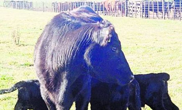 Una vaca que multiplica por tres