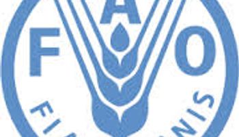 Para la FAO cosechas abundantes mantendrán precios de alimentos en baja