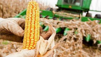 Así cerró el mercado de granos luego de la publicación del informe del USDA