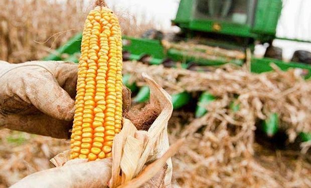 Así cerró el mercado de granos luego de la publicación del informe del USDA