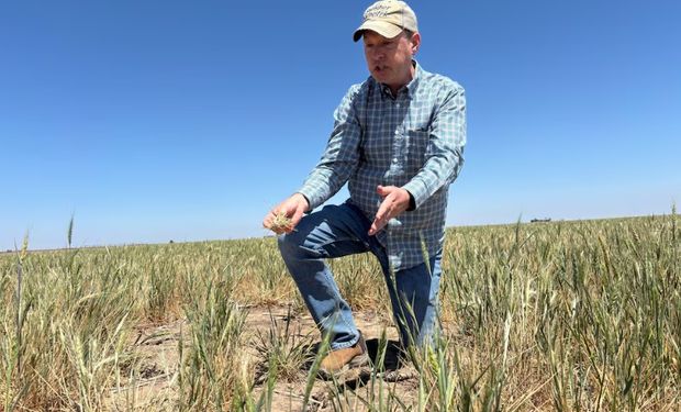 “Espero que Dios nos cuide”: ni con subsidios le dan los números a los farmers que se funden en medio de la sequía