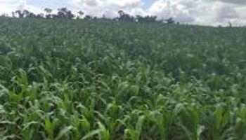 Sorte no milho e azar na soja; Conab avalia impacto do clima em março