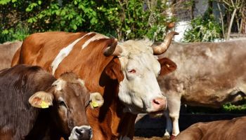 Fazenda do MS alcança produção de carne 30 vezes acima da média nacional