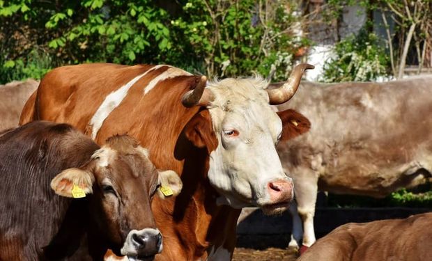 Fazenda do MS alcança produção de carne 30 vezes acima da média nacional