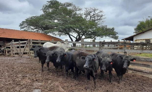 São Paulo vacinou 99,81% do rebanho contra a febre aftosa  em 2022. (foto - SAA-SP)