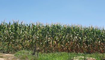 Estiagem: perdas no milho chegam a 80% no RS, calcula FecoAgro