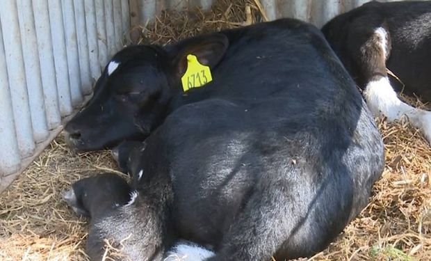 Afrodita, la primera ternera obtenida por fecundación in vitro en el INTA Rafaela.