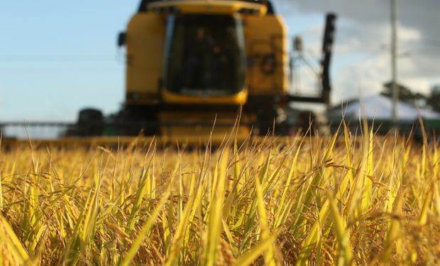 Federarroz garante abastecimento interno mesmo com queda de produtividade