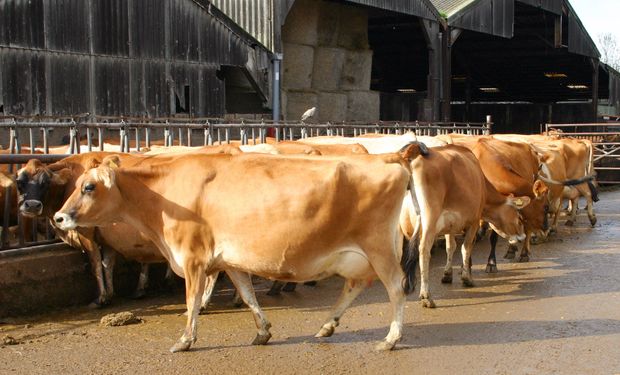 El consumo de carnes creció 8% y está en un nivel récord