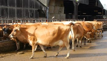 Sustentabilidad y modernización en la ganadería bovina en Argentina