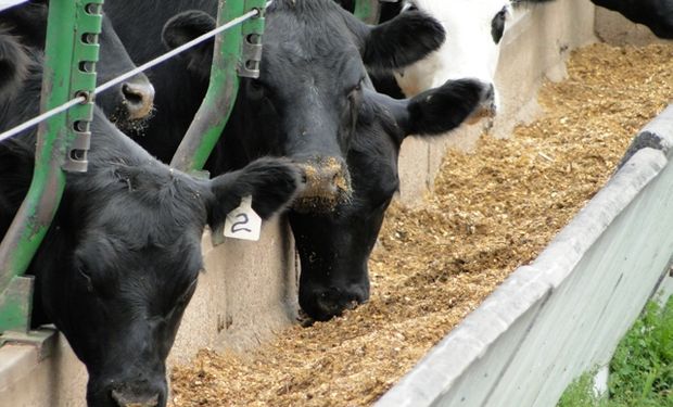 ¿Qué pasará con la oferta de feedlot en Argentina?