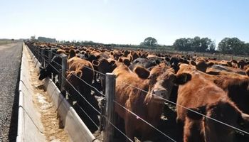 Récord: la razón por la que hay más de 2.000.000 animales encerrados en los feedlot