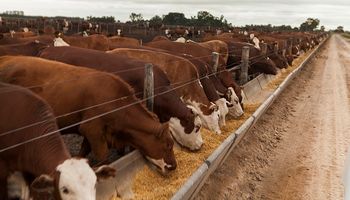 Dólar maíz: la dura carta de los feedlots para Bahillo por la nueva medida para el agro