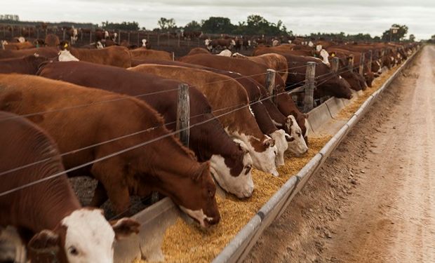 Dólar maíz: la dura carta de los feedlots para Bahillo por la nueva medida para el agro