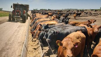 Feedlots con situación compleja y el resto de la ganadería en su mejor momento: “Necesitamos recomponer el precio del gordo”