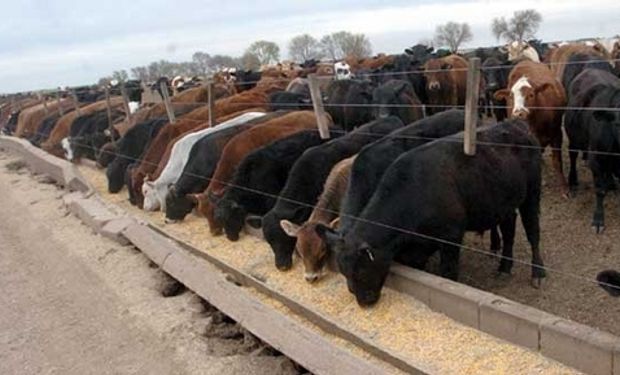 Del feedlot al agua: simulan el recorrido del nitrato en el suelo