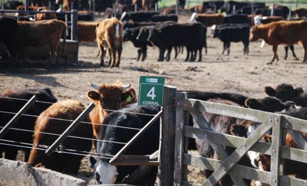 La inexistencia de amplitud térmica genera un estado de estrés mayor, ya que la temperatura corporal de los animales no desciende. Foto: INTA