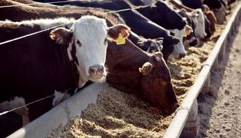 Qué se espera del feedlot en 2015