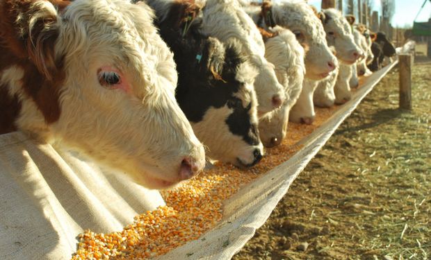 Buscan regular actividad de los feedlot.