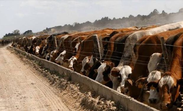 "Feedloteros" dicen que el mercado valora la calidad de la carne que producen.