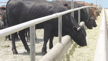 Feedlots: denuncian distorsión tributaria y altos valores de hacienda