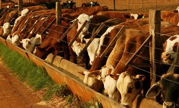 El insumo más valioso del feedlot alcanzó valores que "nada tienen que ver con el negocio del engorde"