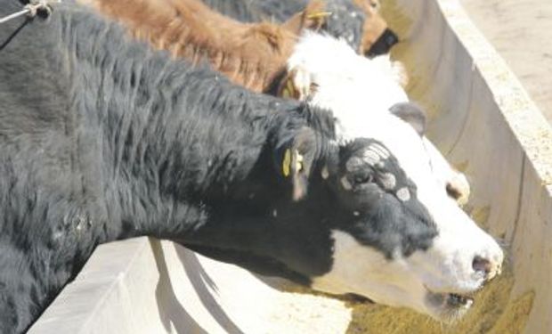 Desde la compra de hacienda y la recría, engorde, faena hasta la comercialización de la carne.