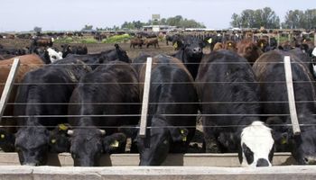 Carne: por qué el paro del campo no tuvo contundencia como para reabrir las exportaciones
