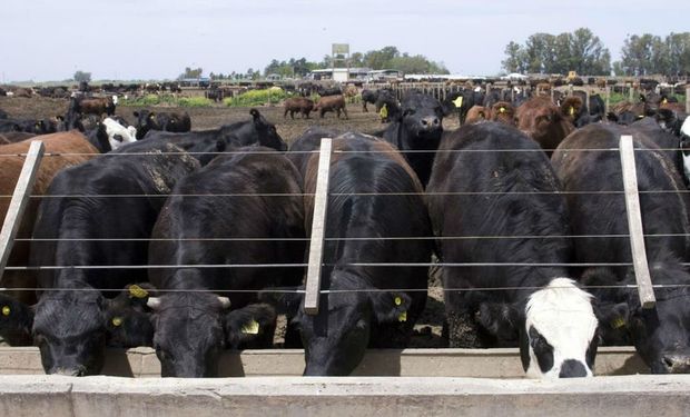 Carne: por qué el paro del campo no tuvo contundencia como para reabrir las exportaciones