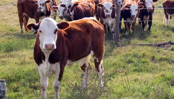 Cambio de tendencia: en los últimos años, más de un millón de animales ingresaron a recrías pastoriles