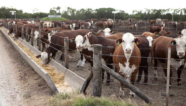 noticiaspuertosantacruz.com.ar - Imagen extraida de: https://news.agrofy.com.ar/noticia/209335/dia-animal-que-se-celebra-29-abril-y-no-4-octubre-como-mundo