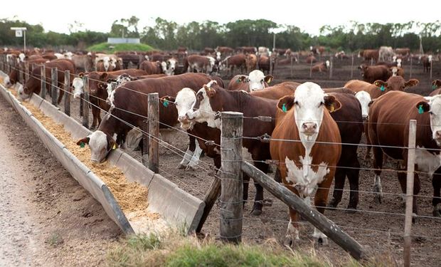 Día del Animal: por qué se celebra el 29 de abril y no el 4 de octubre como en el mundo