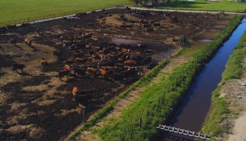 El combo letal que amenaza a la ganadería, hasta ahora estrella del agro: se pierden $160.000 por cabeza