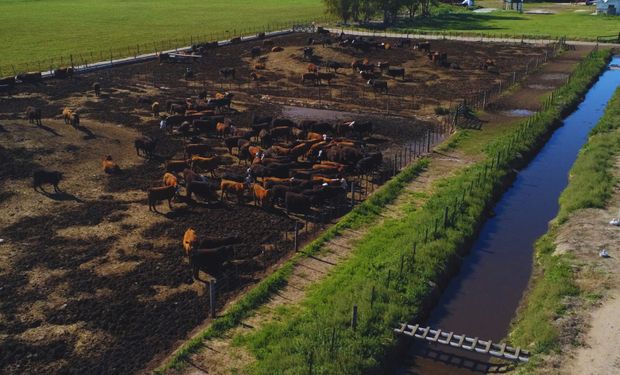 El combo letal que amenaza a la ganadería, hasta ahora estrella del agro: se pierden $160.000 por cabeza
