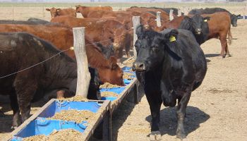 Alertan que la carne podría dar un salto similar al de 2023: cuándo podría aumentar