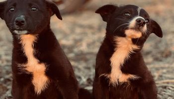 Amor viral: encontró dos cachorros en un camino rural y no pudo resistirse