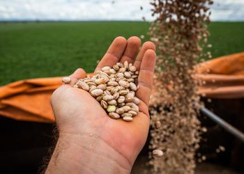 Feijão carioca bate recorde e mantém alta em março