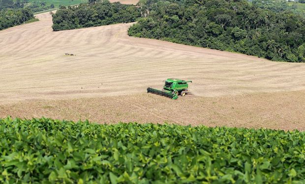 Colheita de feijão em Irati, no Paraná. (foto - Gilson Abreu/AEN Paraná)