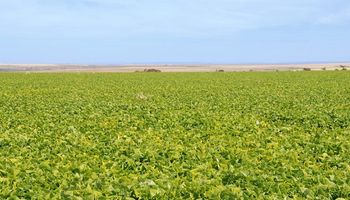 Fazenda colhe 6 toneladas de feijão por hectare, quatro vezes a média nacional