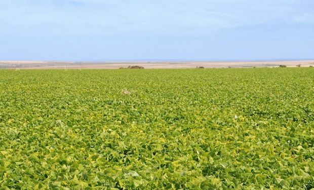 Embrapa realizou mais de 2.000 tratamentos em testes e experimentos em 20 anos. (foto - Embrapa)