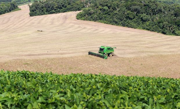 Colheita da 2ª safra 2023/24 de feijão atinge 100% de área cultivada no Paraná