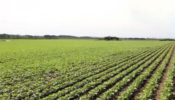 Governo muda Zarc do Feijão após pedido de produtores